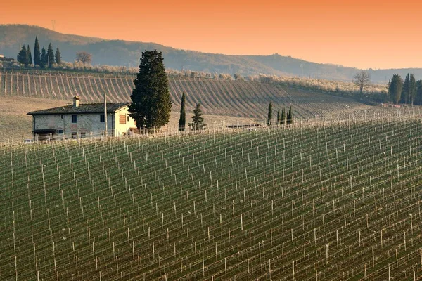 Piękny Krajobraz Toskanii Wzgórzach Pobliżu Florencji Zachodzie Słońca Winnicami Cyprysem — Zdjęcie stockowe