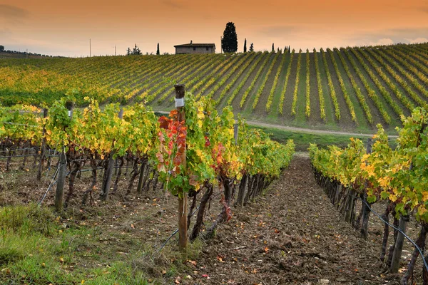 Krásné Žluté Vinice Regionu Chianti Blízkosti Quarate Vesnice Florencie Během — Stock fotografie