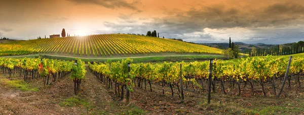 Beautiful Yellow Vineyards Chianti Region Quarate Village Florence Colored Autumn — стоковое фото