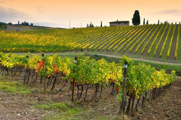 Krásné Žluté Vinice Regionu Chianti Blízkosti Quarate Vesnice Florencie Během — Stock fotografie