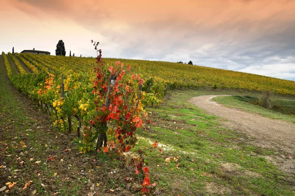 Beautiful Yellow Vineyards Chianti Region Quarate Village Florence Colored Autumnal — Stock Photo, Image