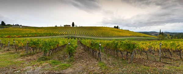 Los Colores Temporada Otoño Los Viñedos Toscanos Región Chianti Cerca —  Fotos de Stock