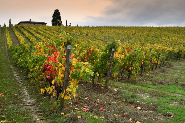 Krásné Žluté Vinice Regionu Chianti Blízkosti Quarate Vesnice Florencie Během — Stock fotografie