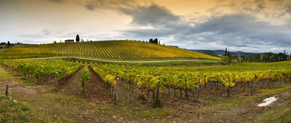 Piękne Żółte Winnice Regionie Chianti Pobliżu Quarate Village Florencja Podczas — Zdjęcie stockowe