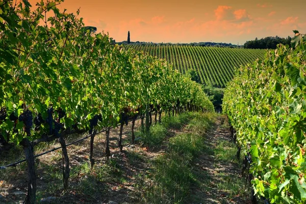 Překrásné Řady Mladých Zelených Vinic Nedaleko Mercatale Val Pesa Florencie — Stock fotografie