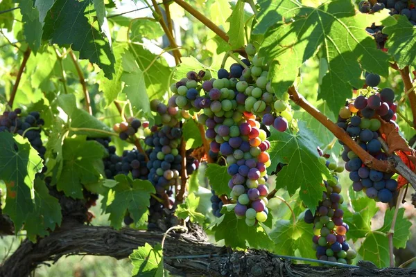 Ripe Merah Sekelompok Anggur Kebun Anggur Wilayah Chianti Tuscany Dekat — Stok Foto