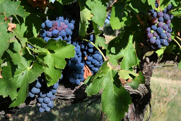 Maturare Grappolo Uva Rosso Vigna Regione Del Chianti Toscana Vicino — Foto Stock