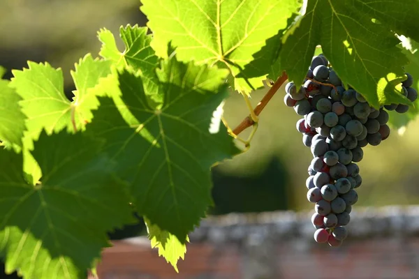 Érett Vörös Szőlőfürt Szőlőskertben Chianti Régió Toszkánában Firenze Közelében Olaszország — Stock Fotó