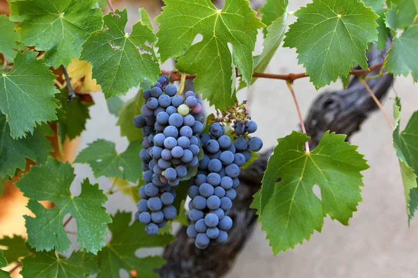 Rijp Rode Druiven Wijngaard Chianti Regio Toscane Vlakbij Florence Italië — Stockfoto