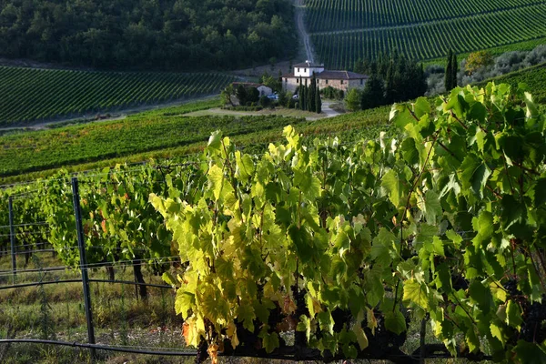 Sieci Florence Sept 2019 Beautiful Tuscan Landscape Green Vineyards Chianti — Stock Photo, Image