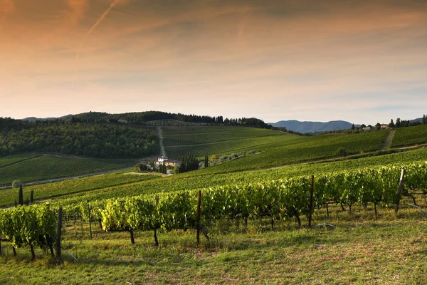Sieci Florencja Wrzesień 2019 Piękny Krajobraz Toskanii Zielonymi Winnicami Zachodzie — Zdjęcie stockowe