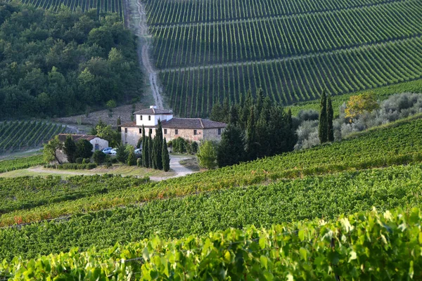 Sieci Florence Sept 2019 Beautiful Tuscan Landscape Green Vineyards Chianti — Stock Photo, Image