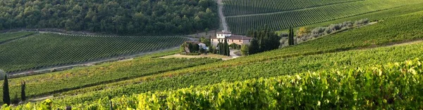 Sieci Florencja Wrzesień 2019 Piękny Krajobraz Toskanii Zielonymi Winnicami Regionie — Zdjęcie stockowe