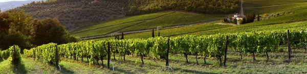 Sieci Florencja Wrzesień 2019 Piękny Krajobraz Toskanii Zielonymi Winnicami Regionie — Zdjęcie stockowe