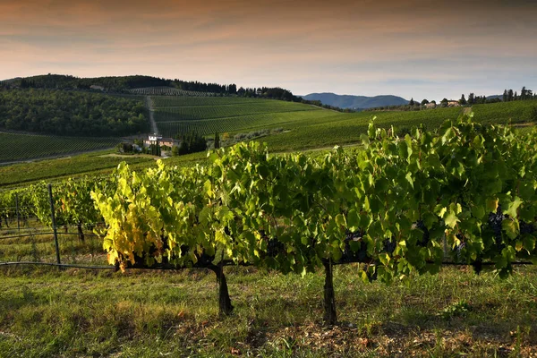 Sieci Florencie Září 2019 Krásná Toskánská Krajina Zelenými Vinicemi Při — Stock fotografie