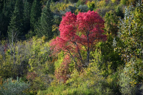 Árboles Rojos Otoño Campiña Toscana — Foto de Stock