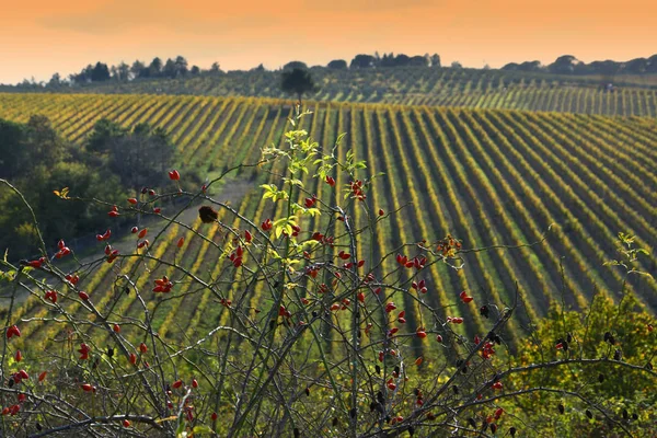 Червоні Ягоди Рядами Барвистих Виноградників Задньому Плані Сільській Місцевості Чіанті — стокове фото