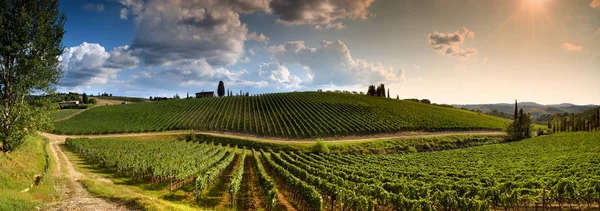 Florencja Wrzesień 2019 Panoramiczny Widok Zielone Winnice Zachodzie Słońca Regionie — Zdjęcie stockowe