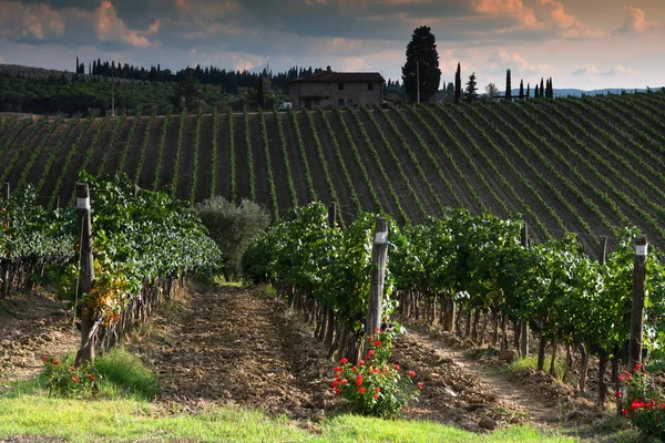 Червоні Троянди Ряди Зелених Виноградників Регіоні Чіанті Тоскана Італія — стокове фото