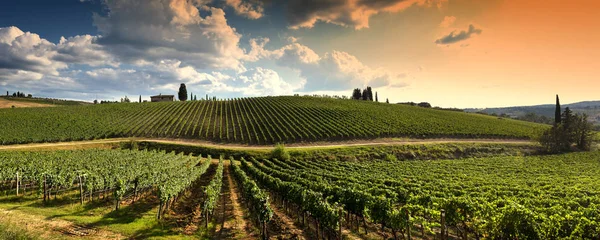 Florencja Wrzesień 2019 Panoramiczny Widok Zielone Winnice Zachodzie Słońca Regionie — Zdjęcie stockowe