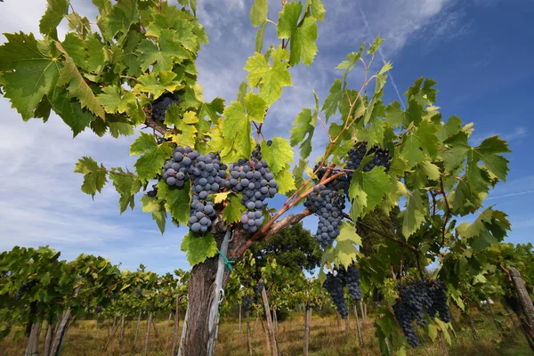 Uvas Rojas Viñedo Región Chianti Día Soleado Italia — Foto de Stock