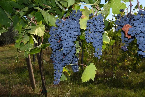 Red Grapes Vineyard Chianti Region Sunny Day Italy — Stock Photo, Image