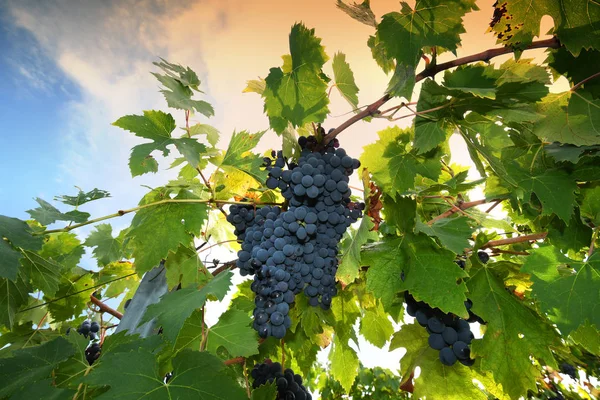 Uvas Rojas Viñedo Región Chianti Día Soleado Italia — Foto de Stock