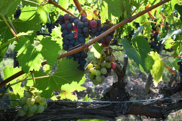 Uvas Rojas Viñedo Región Chianti Día Soleado Italia —  Fotos de Stock