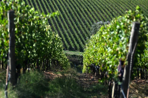 Paisagem Toscana Belas Vinhas Verdes Jovens Perto Mercatale Val Pesa — Fotografia de Stock