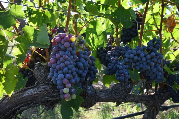 Rode Druiven Wijngaard Chianti Regio Een Zonnige Dag Italië — Stockfoto