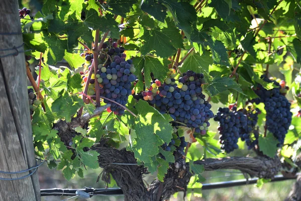 Uvas Rojas Viñedo Región Chianti Día Soleado Italia — Foto de Stock