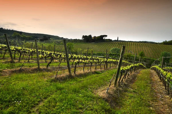 Piękne Rzędy Młodych Zielonych Winnic Pobliżu Mercatale Val Pesa Florencja — Zdjęcie stockowe
