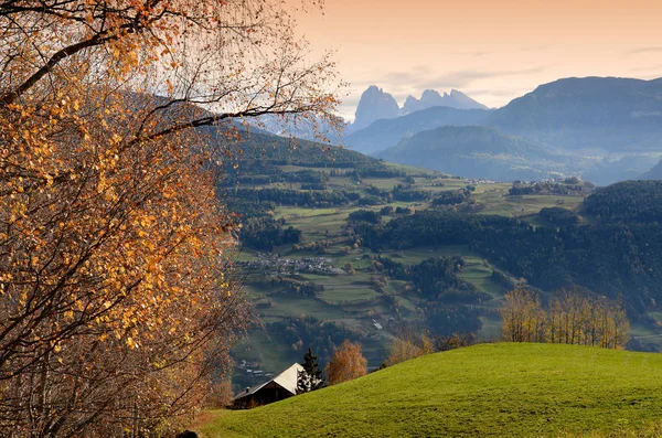 Villandro Bolzano Yakınlarındaki Ağaçta Sarı Yapraklar Günbatımında Arkaplanda Dolomitik Sassolungo — Stok fotoğraf