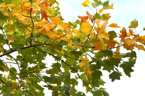 Farbigen Ahorn Der Herbstsaison — Stockfoto