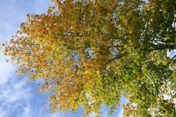 Farbigen Ahorn Der Herbstsaison — Stockfoto