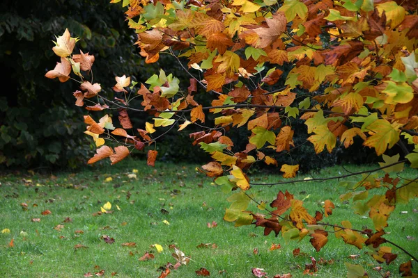 Krásné Žluté Červené Javorové Listy Podzimní Sezóně — Stock fotografie