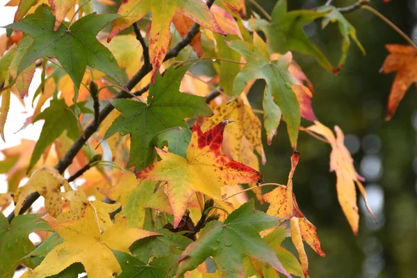 Schöne Gelbe Und Rote Ahornblätter Der Herbstsaison — Stockfoto