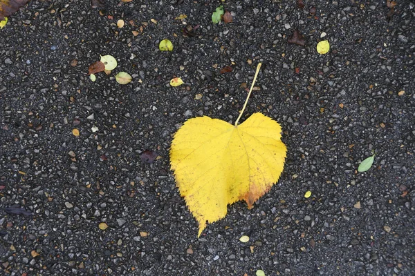 Yellow Autumn Dry Leaves Asphalt Autumn Background — Stock Photo, Image