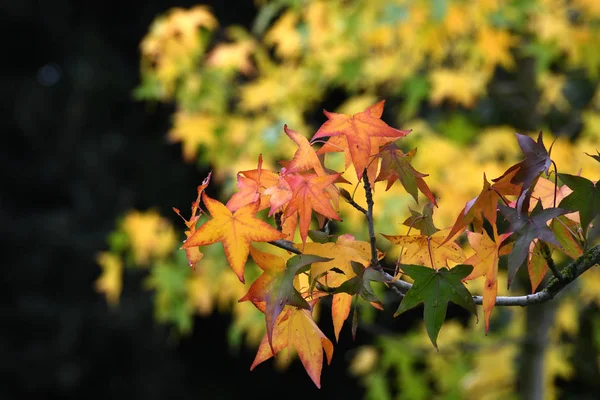 Schöne Gelbe Und Rote Ahornblätter Der Herbstsaison — Stockfoto