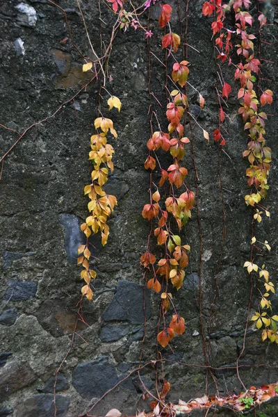 秋天红黄相间的叶子 — 图库照片