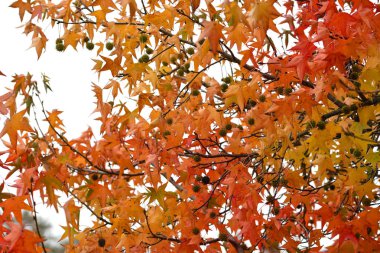 Sonbahar mevsiminde ağaçta güzel sarı ve kırmızı akçaağaç yaprakları. Sonbahar yaprakları güzel renklere boyanmış.