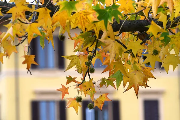 Piękny Żółty Klon Liście Drzewie Sezonie Jesiennym — Zdjęcie stockowe