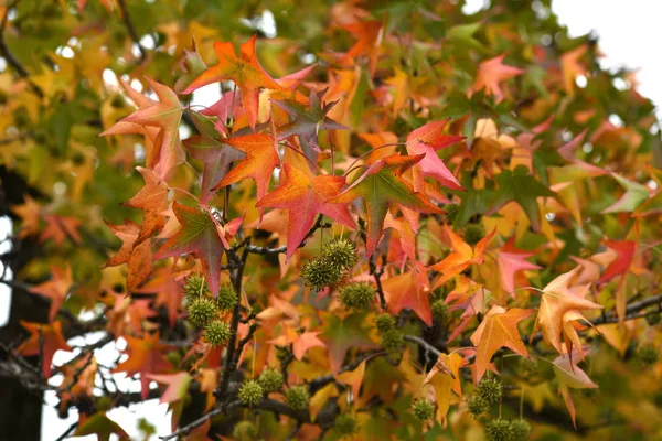 Schöne Gelbe Und Rote Ahornblätter Baum Der Herbstsaison Herbstblätter Schönen — Stockfoto