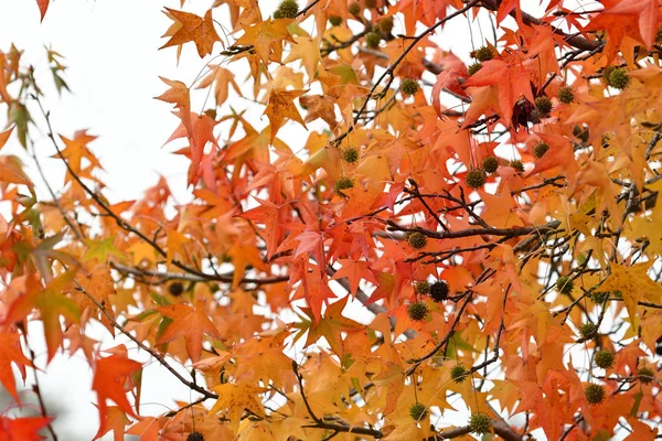 Schöne Gelbe Und Rote Ahornblätter Baum Der Herbstsaison Herbstblätter Schönen — Stockfoto