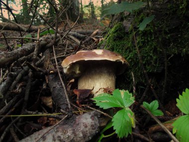Ormanda mantar mantarı. Boletus edulis bir bazidiyomicete mantarıdır ve Boletus cinsinin bir türüdür.