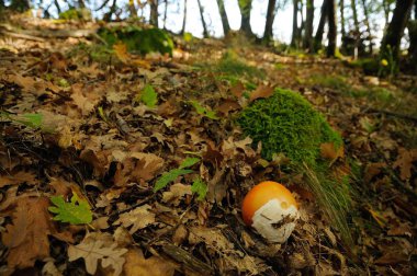İtalya 'nın sonbaharında Toskana' da bir ormanda Amanita Caesarea. Amanita Caesarea, genellikle iyi yumurta olarak bilinir, en çok beğenilen ve yenilebilir mantarlardan biridir..