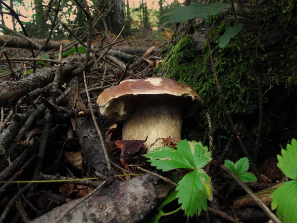 Boletus Gomba Erdőben Boletus Edulis Egy Bazidiomycete Gomba Boletus Nemzetséghez — Stock Fotó