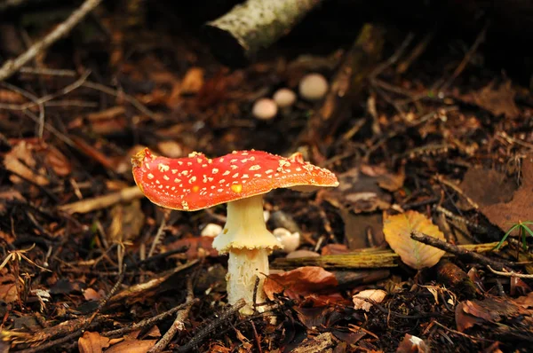 Amanita Muscaria在森林里 阿马尼塔麝香 Amanita Muscaria 通常被称为粉蝇 Fly Agaric 或粉蝇 Fly — 图库照片