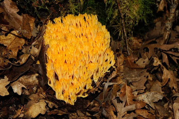 yellow mushroom or hand mushroom (Clavaria flava) in a forest