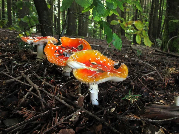 Amanita Muscaria Forest Amanita Muscaria Commonly Known Fly Agaric Fly — Stock Photo, Image